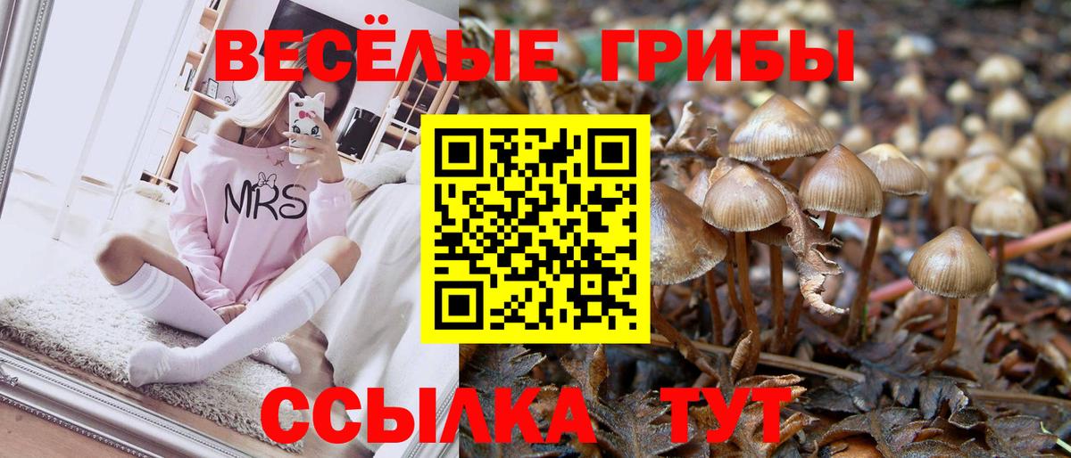 Звенигород  Псилоцибиновые грибы Psilocybe  как найти закладки  Вход с VPN 